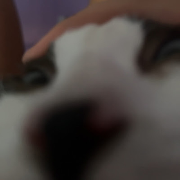 Meet your Posher, Daniella - Picture 1 of 1